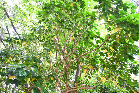 Dendropanax trifidus. Japanese name 'Kakuremino'. Araliaceae evergreen tree. Leaves are glossy dark...