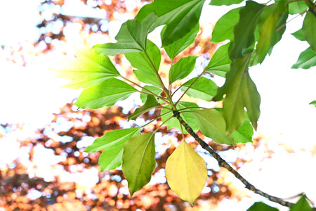 Dendropanax trifidus. Japanese name 'Kakuremino'. Araliaceae evergreen tree. Leaves are glossy dark green, and older leaves turn beautifully yellow and are replaced by new leaves.の写真素材