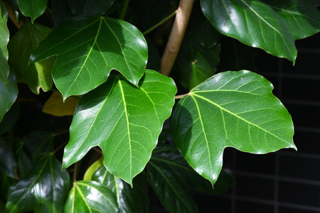 Dendropanax trifidus. Japanese name 'Kakuremino'. Araliaceae evergreen tree. Leaves are glossy dark green, and older leaves turn beautifully yellow and are replaced by new leaves.の写真素材