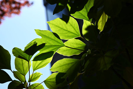 Dendropanax trifidus. Japanese name 'Kakuremino'. Araliaceae evergreen tree. Leaves are glossy dark green, and older leaves turn beautifully yellow and are replaced by new leaves.の写真素材