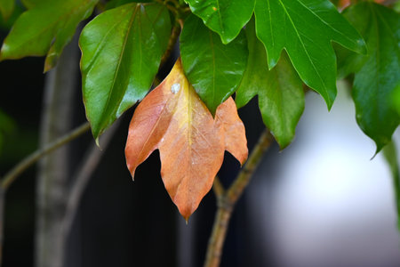 Dendropanax trifidus. Japanese name 'Kakuremino'. Araliaceae evergreen tree. Leaves are glossy dark green, and older leaves turn beautifully yellow and are replaced by new leaves.の写真素材
