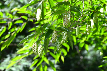 Japanese hornbeam (Carpinus japonica) overlapping bracts. Betulaceae deciduous tree. The seed-bearing bracts are green in summer and turn brown as they ripen in fall.の写真素材
