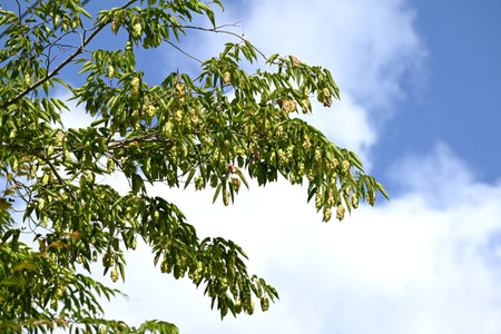 Japanese hornbeam (Carpinus japonica) overlapping bracts. Betulaceae deciduous tree. The seed-bearing bracts are green in summer and turn brown as they ripen in fall.の写真素材