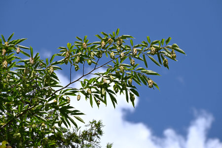 Japanese hornbeam (Carpinus japonica) overlapping bracts. Betulaceae deciduous tree. The seed-bearing bracts are green in summer and turn brown as they ripen in fall.の写真素材
