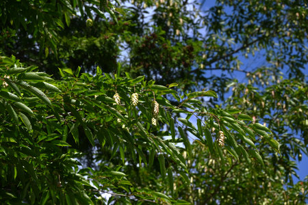 Japanese hornbeam (Carpinus japonica) overlapping bracts. Betulaceae deciduous tree. The seed-bearing bracts are green in summer and turn brown as they ripen in fall.の写真素材