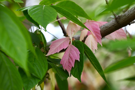 Acer negundo (Boxelder maple) 'Flamingo' leaves. Sapindaceae dioecious deciduous tree. An ornamental variety with variegated leaves, used as a park tree.の写真素材