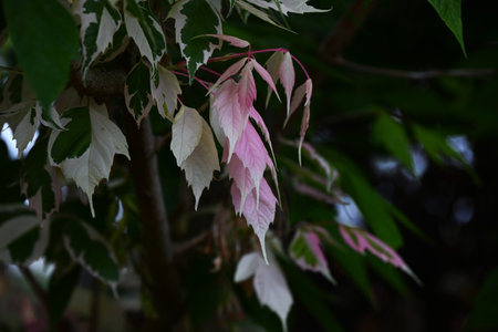 Acer negundo (Boxelder maple) 'Flamingo' leaves. Sapindaceae dioecious deciduous tree. An ornamental variety with variegated leaves, used as a park tree.の写真素材