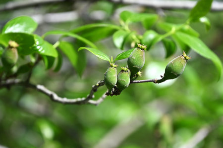 Wintersweet ( Chimonanthus praecox ) fruits. Achene. Calycanthaceae deciduous shrub. After flowering, elliptical achenes appear, which contain alkides and are poisonous.の写真素材