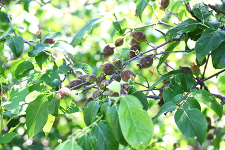 Wintersweet ( Chimonanthus praecox ) fruits. Achene. Calycanthaceae deciduous shrub. After flowering, elliptical achenes appear, which contain alkides and are poisonous.の写真素材