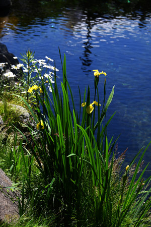Yellow iris (Iris pseudacorus) flowers. Iridaceae perennial plants. They grow near water and produce beautiful yellow flowers in early summer.の写真素材