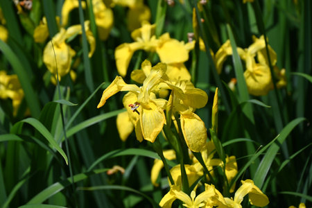 Yellow iris (Iris pseudacorus) flowers. Iridaceae perennial plants. They grow near water and produce beautiful yellow flowers in early summer.の写真素材