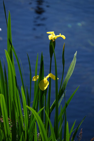 Yellow iris (Iris pseudacorus) flowers. Iridaceae perennial plants. They grow near water and produce beautiful yellow flowers in early summer.の写真素材