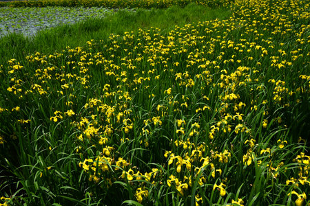 Yellow iris (Iris pseudacorus) flowers. Iridaceae perennial plants. They grow near water and produce beautiful yellow flowers in early summer.の写真素材