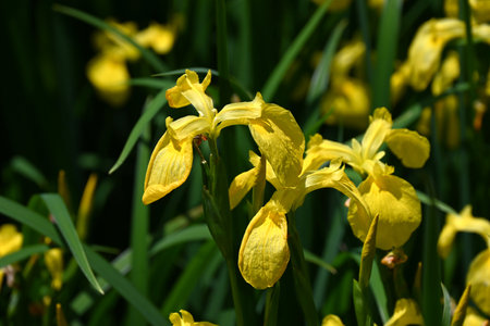 Yellow iris (Iris pseudacorus) flowers. Iridaceae perennial plants. They grow near water and produce beautiful yellow flowers in early summer.の写真素材