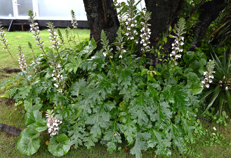 Acanthus mollis flowers. Acanthaceae evergreen perennial plants. National flower of Greece. Purple bracts and pinkish-white flowers bloom in early summer.の写真素材