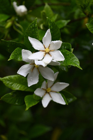 Gardenia jasminoides (Cape jasmine) flowers. Rubiaceae evergreen shrub. Fragrant white flowers bloom in summer. Dried fruits are used as herbal medicine and coloring.の写真素材
