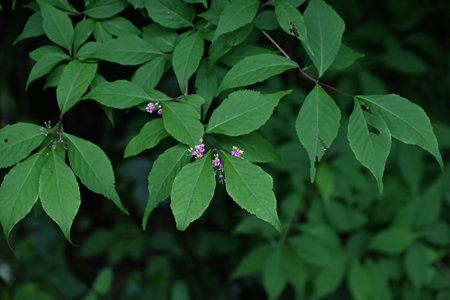 Japanese beautyberry ( Callicarpa japonica ) flowers. Lamiaceae deciduous shrub. Small pale purple flowers bloom in early summer, and the berries ripen to a beautiful purple in faの写真素材