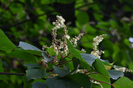 Japanese mallotus (Mallotus japonica) flowers. Euphorbiaceae deciduous tree. This tree is dioecious, with only male flowers on the male plant and only female flowers on the femaleの写真素材