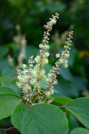 Japanese mallotus (Mallotus japonica) flowers. Euphorbiaceae deciduous tree. This tree is dioecious, with only male flowers on the male plant and only female flowers on the femaleの写真素材