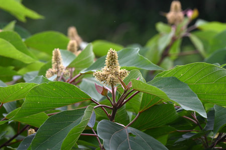 Japanese mallotus (Mallotus japonica) flowers. Euphorbiaceae deciduous tree. This tree is dioecious, with only male flowers on the male plant and only female flowers on the femaleの写真素材