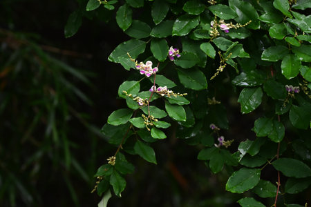 Lespedeza buergeri flowers.Fabaceae deciduous shrub.Butterfly-shaped flowers with white petals and deep purple wings bloom from June to September.の写真素材