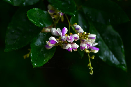 Lespedeza buergeri flowers.Fabaceae deciduous shrub.Butterfly-shaped flowers with white petals and deep purple wings bloom from June to September.の写真素材