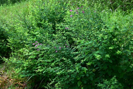 Bush clover (Lespedeza bicolor) flowers. Fabaceae deciduous shrub. Butterfly-shaped crimson-purple flowers bloom from June to September.の写真素材