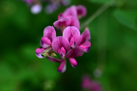 Bush clover (Lespedeza bicolor) flowers. Fabaceae deciduous shrub. Butterfly-shaped crimson-purple flowers bloom from June to September.の写真素材