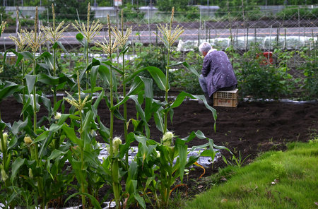 Growing corn in a kitchen garden. Corn is sown in April or May and can be harvested in about 90 days.の写真素材