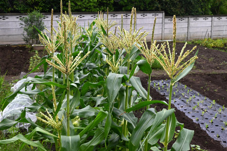 Growing corn in a kitchen garden. Corn is sown in April or May and can be harvested in about 90 days.の写真素材