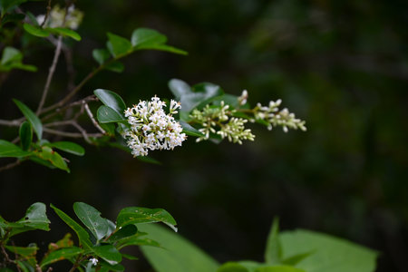 Ligustrum japonicum (Japanese privet) flowers. Oleaceae evergreen shrub. Small white flowers with four-lobed petals bloom in panicles in early summer.の写真素材