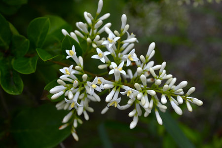 Ligustrum japonicum (Japanese privet) flowers. Oleaceae evergreen shrub. Small white flowers with four-lobed petals bloom in panicles in early summer.の写真素材