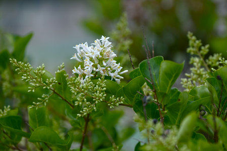 Ligustrum japonicum (Japanese privet) flowers. Oleaceae evergreen shrub. Small white flowers with four-lobed petals bloom in panicles in early summer.の写真素材
