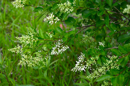 Ligustrum japonicum (Japanese privet) flowers. Oleaceae evergreen shrub. Small white flowers with four-lobed petals bloom in panicles in early summer.の写真素材