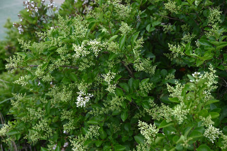 Ligustrum japonicum (Japanese privet) flowers. Oleaceae evergreen shrub. Small white flowers with four-lobed petals bloom in panicles in early summer.の写真素材