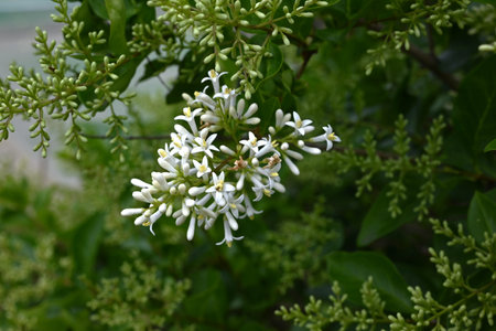 Ligustrum japonicum (Japanese privet) flowers. Oleaceae evergreen shrub. Small white flowers with four-lobed petals bloom in panicles in early summer.の写真素材