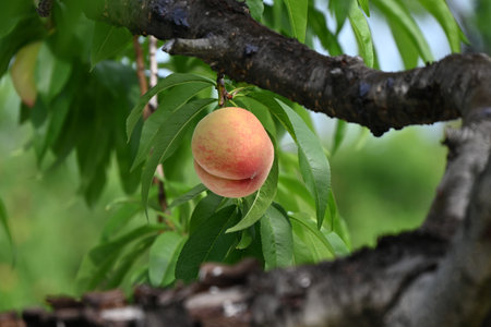 A scene from peach cultivation. The peaches are wrapped in paper bags to prevent damage, and are harvested from summer to autumn.の写真素材