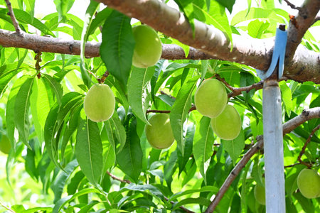 A scene from peach cultivation. The peaches are wrapped in paper bags to prevent damage, and are harvested from summer to autumn.の写真素材