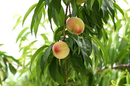 A scene from peach cultivation. The peaches are wrapped in paper bags to prevent damage, and are harvested from summer to autumn.の写真素材