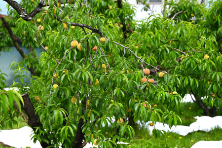 A scene from peach cultivation. The peaches are wrapped in paper bags to prevent damage, and are harvested from summer to autumn.の写真素材