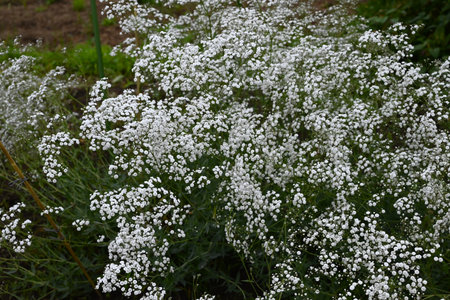 Baby's breath (Gypsophila) flowers. Caryophyllaceae plants. Small, fluffy, cute white or pink flowers bloom from May to July.の写真素材
