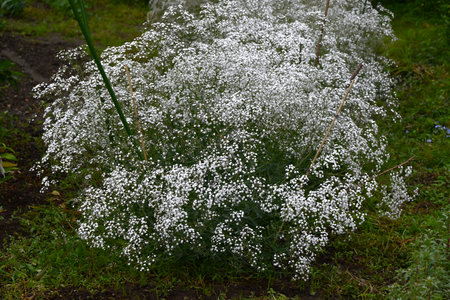 Baby's breath (Gypsophila) flowers. Caryophyllaceae plants. Small, fluffy, cute white or pink flowers bloom from May to July.の写真素材