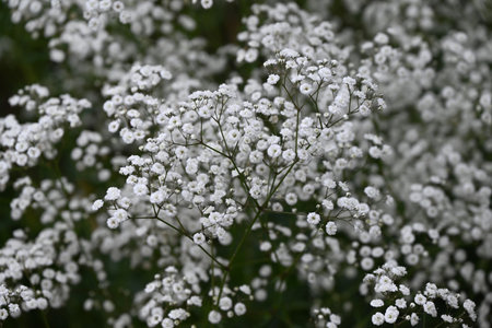 Baby's breath (Gypsophila) flowers. Caryophyllaceae plants. Small, fluffy, cute white or pink flowers bloom from May to July.の写真素材