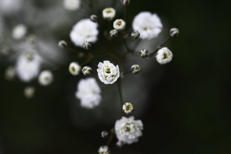 Baby's breath (Gypsophila) flowers. Caryophyllaceae plants. Small, fluffy, cute white or pink flowers bloom from May to July.の写真素材