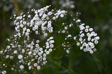 Baby's breath (Gypsophila) flowers. Caryophyllaceae plants. Small, fluffy, cute white or pink flowers bloom from May to July.の写真素材