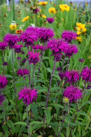 Monarda flowers. Lamiaceae perennial plants. They produce fragrant red, pink or white flowers from June to September. They are a source of nectar and are also called bee balm.の写真素材