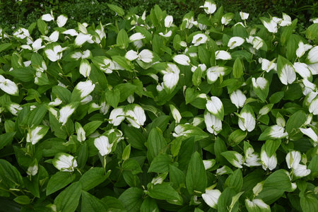 Sauururus chinensis leaves. Saururaceae perennial plants. Grows near water or in wetlands, it produces small flowers in racemes in summer and the leaves turn white.の写真素材