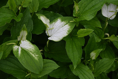Sauururus chinensis leaves. Saururaceae perennial plants. Grows near water or in wetlands, it produces small flowers in racemes in summer and the leaves turn white.の写真素材