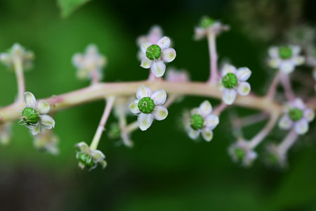 Pokeweed flowers. Phytolaccaceae Poisonous plant. Light purple flower spikes hang down in early summer, and the berries ripen to a dark purple color in autumn.の写真素材