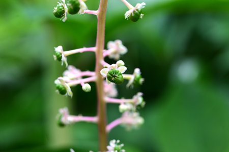 Pokeweed flowers. Phytolaccaceae Poisonous plant. Light purple flower spikes hang down in early summer, and the berries ripen to a dark purple color in autumn.の写真素材